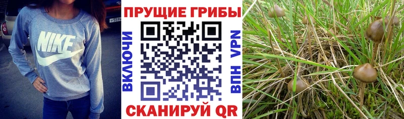 Псилоцибиновые грибы Cubensis  mega как войти  Луза 